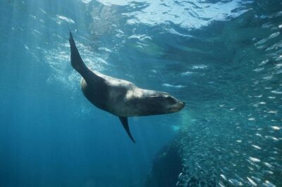 2-Tank Scuba Dive in Cabo San Lucas Reserve for Certified Divers - Two Tanks, Two Underwater Stops: Cliffs, Pelican Rock, and Short Boat Time