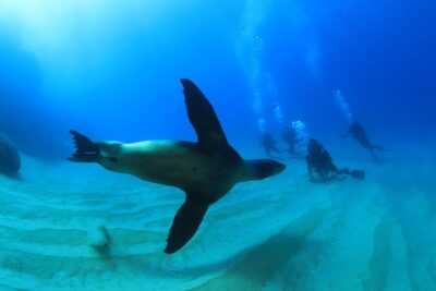 Cabo San Lucas Certified 2 Tank Dive at the Famous Arch and Land's End - Price and logistics: what $129 really turns into