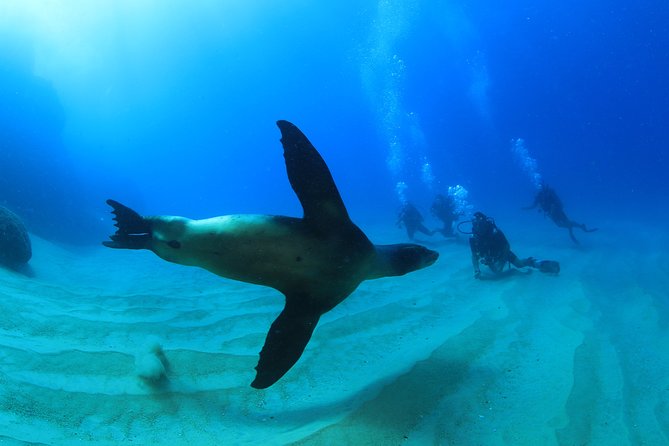 Cabo San Lucas Certified 2 Tank Dive at the Famous Arch and Land's End - Price and logistics: what $129 really turns into