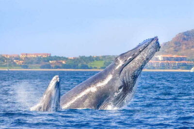 Cabo San Lucas: Luxury Catamaran Whale Watching Experience - The humpback factor: what you’re most likely to see
