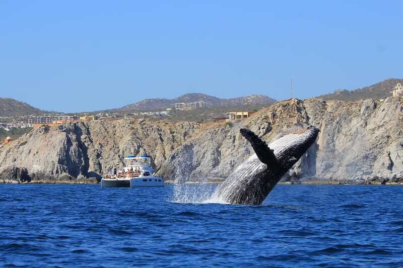 Cabo San Lucas: Luxury Catamaran Whale Watching Experience - The boat setup: double-deck comfort and stability