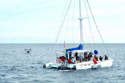 Cabo San Lucas: Whale Watching Catamaran Experience - Getting to the marina smoothly: pickup, timing, and what the driver looks like