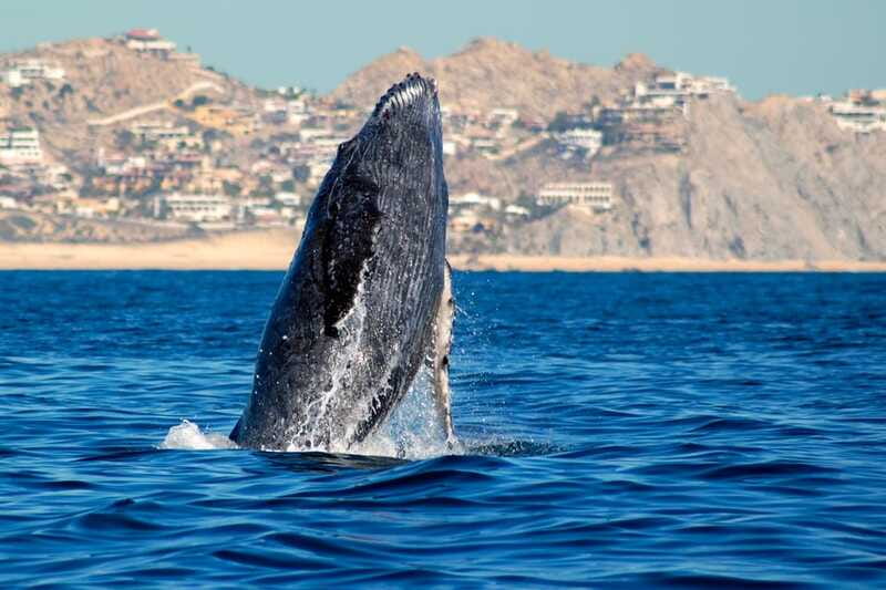 Cabo San Lucas: Whale Watching Catamaran Experience - Photo strategy that works: timing, angles, and keeping gear dry
