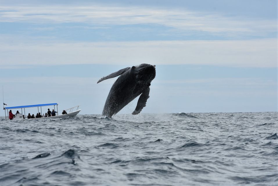 Cabo: Whale-Whatching Boat Trip w/ All-Women Crew and Photos - Price vs. Value: Why $91 Can Feel Fair for Cabo