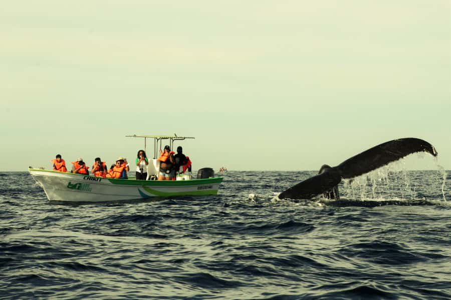 Cabo: Whale-Whatching Boat Trip w/ All-Women Crew and Photos - Getting To La Terminal de Cabo: Easy Start, No Hotel Pickup