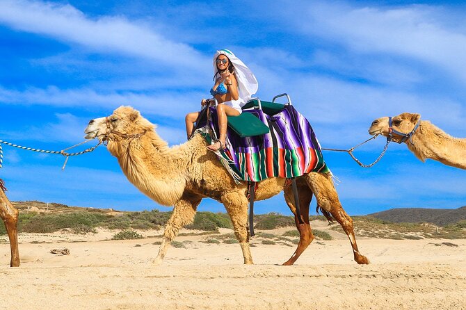 Los Cabos Camel Ride Adventure On The Beach - Key highlights worth marking on your day