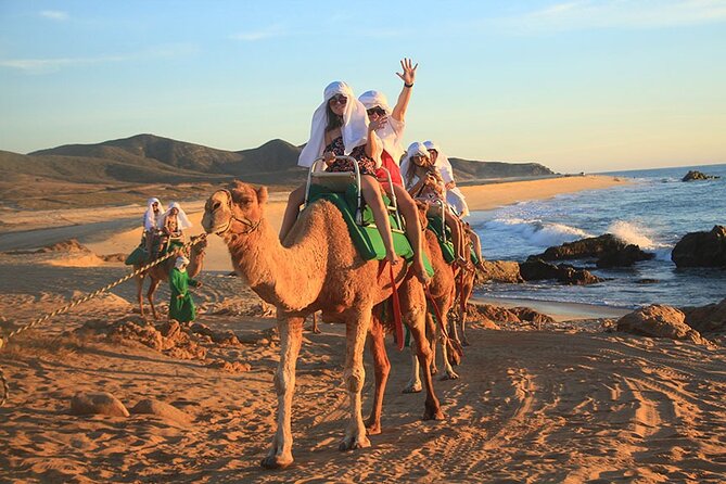 Los Cabos Camel Ride Adventure On The Beach - The camel ride: what you’ll do in those 30 minutes
