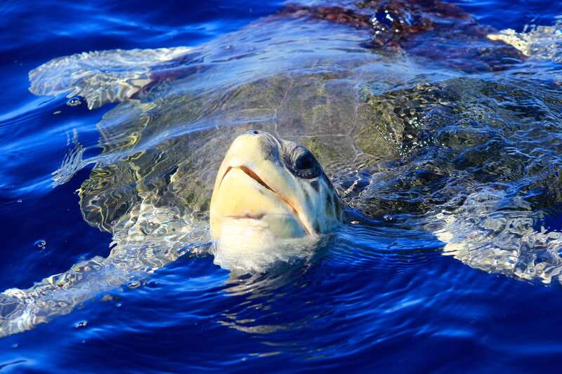 Los Cabos: Whale Watching (Transport and Pictures Included) - What to Bring (So You Don’t Spend the Day Miserable)
