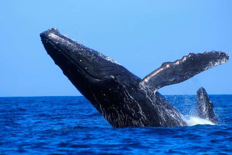 Los Cabos: Whale Watching (Transport and Pictures Included) - Who This Tour Fits Best (and Who Might Want to Skip)