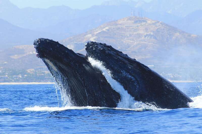 Los Cabos: Whale Watching (Transport and Pictures Included) - The Arch Stop and Sea Lions: Cabo San Lucas in One Photo-Friendly Stretch