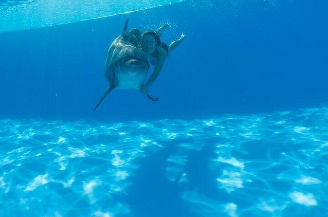 Must-DO The only and Unique Natural Space Dolphin Encounter Cabo - Price and Value: Is $131.66 Worth It?