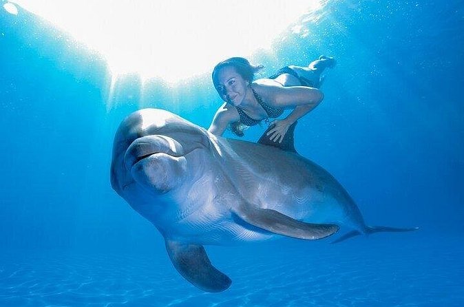 Must-DO The only and Unique Natural Space Dolphin Encounter Cabo - Who This Tour Fits (and Who Might Pass)