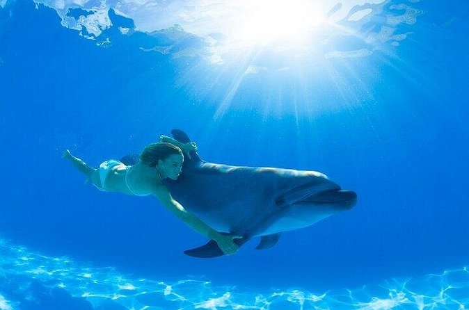 Must-DO The only and Unique Natural Space Dolphin Encounter Cabo - Should You Book the Only and Unique Natural Space Dolphin Encounter Cabo?