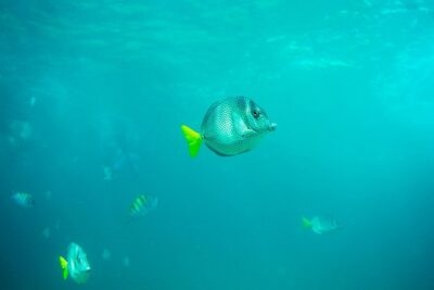 Private Los Cabos Arch & Playa del Amor tour by Glass bottom kayak - Getting to the water: Plaza Gali and an early 7:30am start