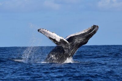 PRIVATE Whale Watch Tour | Cabo San Lucas | Biologist | FREE Pics - Private by Design: What You’re Really Paying for at $369.50