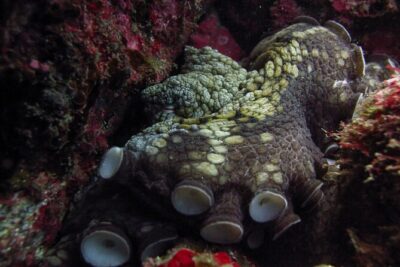 Scuba Diving - Underwater Highlights You Can Expect (and Why They’re Worth It)