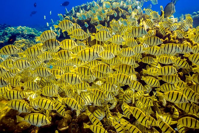Scuba Diving - Who This Trip Fits Best (and Who Might Want Another Plan)