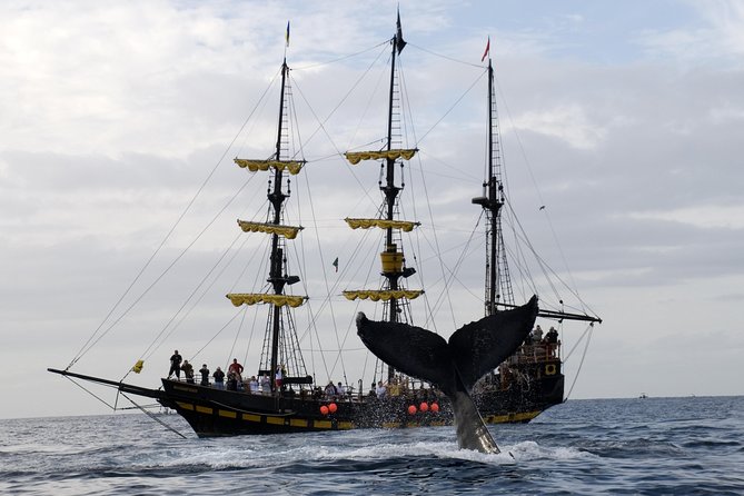 Whale-Watching Pirate Ship Cruise in Los Cabos - The onboard guide and pirate crew: entertainment that doesn’t block the science