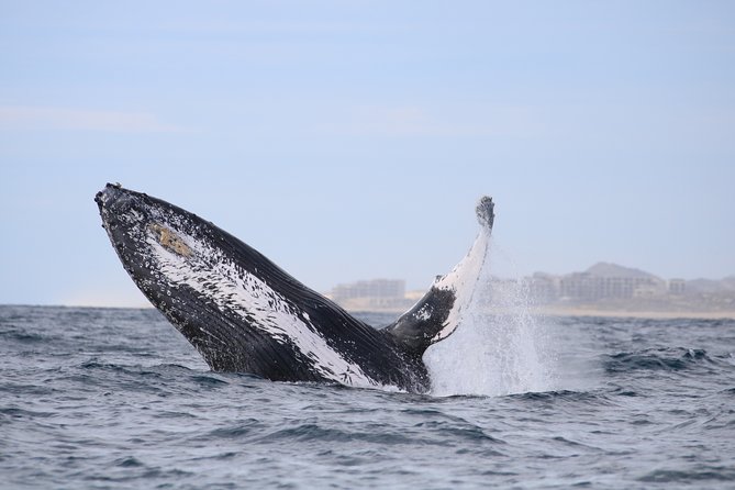 Whale Watching, The Famous Arch and Fast Boat Tour in Los Cabos - Sea of Cortez search: where the action happens