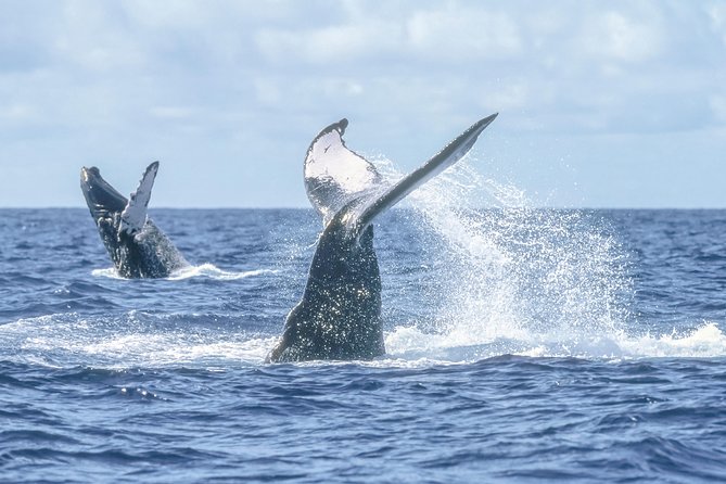 Whale Watching, The Famous Arch and Fast Boat Tour in Los Cabos - Hydrophones and whale songs: why this part feels different