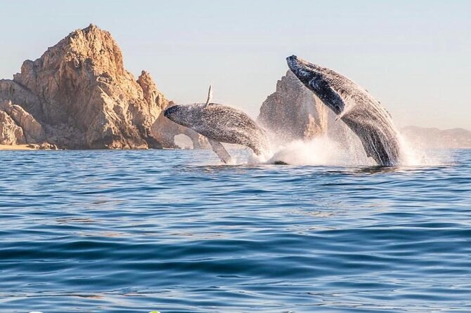 Whale Watching Tour with Arch and Beach in Cabo San Lucas - Key Things to Know Before You Go