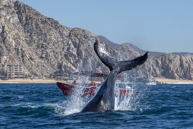 Whale Watching Tour with Arch and Beach in Cabo San Lucas - Price and Value: What You’re Really Paying For