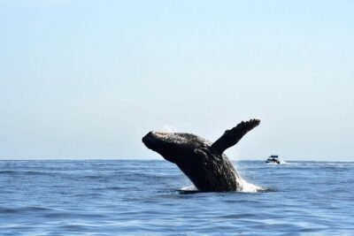 ZODIAC Whale Watch Tour | Cabo San Lucas | Biologist | FREE Pics - Meeting point at Whale Watch CaboPlaza Bonita: where to start